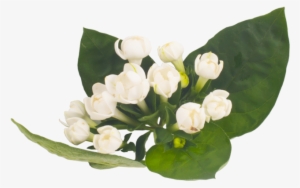 Lanxel-flower - Lily Of The Valley