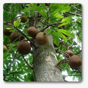 Kailashpati Tree
