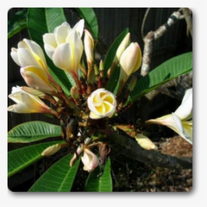 Frangipani