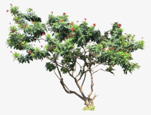 Tropical Plant Pictures - 2d Model Cut Out Pohon Kamboja Photoshop