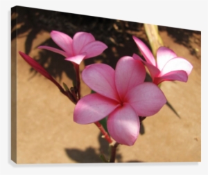 Pink Plumeria Canvas Print - Frangipani