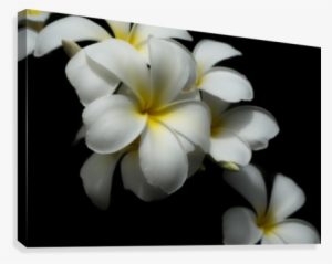 White Plumeria Canvas Print - Artist