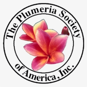 The Plumeria Society Of America, Inc - Plumeria