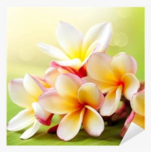 Frangipani Tropical Spa Flower - Good Morning Sunny Day