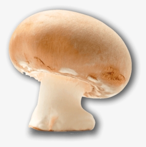 Champignon Mushroom