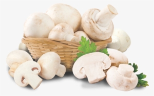Mushroom - Fresh Mushrooms