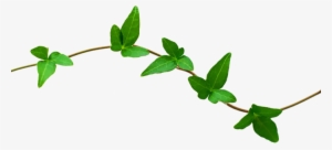 Nature Png File - Vines Of A Plant