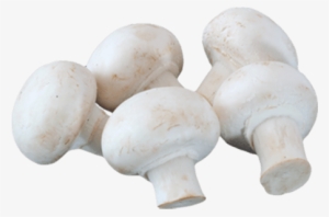 Button Mushroom- 1box - Agaricus