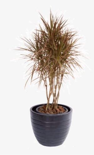 Whatsapp Dracaena Tricolour - Dracaena