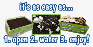 The Mushroom Compost Has Already Been Prepared And - Plant Mushroom At Home