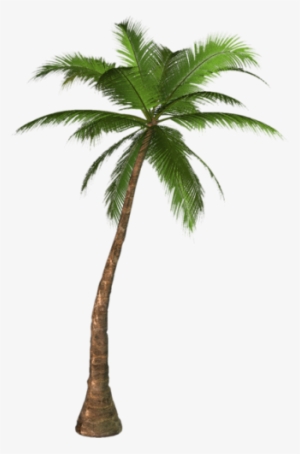 Palm Tree Png, Palm Tree Clip Art, Palm Trees, Tree - Palm Tree Png
