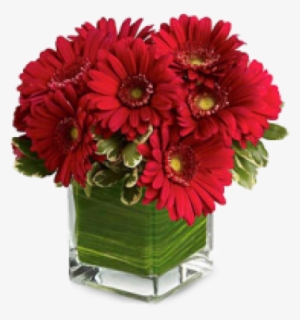 Red Passion Gerberas