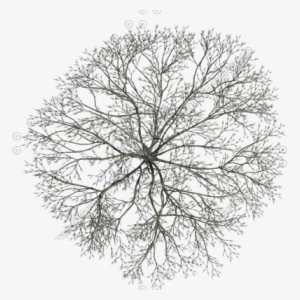Tree Tops Collection - Black Top Tree Png