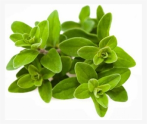 Marjoram Herb