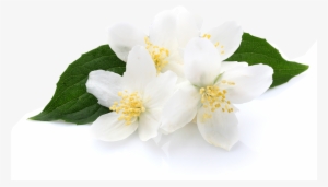 Jasmine - Jasmine - Jasmine - Jasmine - Jasmine - Volcanica Coffee French Vanilla Flavored Coffee 16