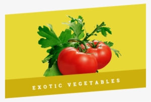 Promotion-banner1 - Tomato Plant
