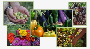 Are You Looking For Local And Or Organic Fruits And - Brick Farm Market