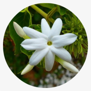 Jasmine Sambac Eo Circle Image - National Symbols In The Philippines