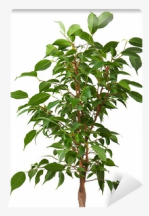 Pipal Tree