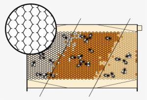 Reset Frame Closed Gallery1710 Nov1155552 Image - Flow Hive Honey Harvesting