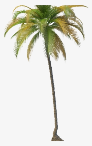 Coconut Tree - Coconut Tree Png