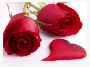Valentines Day Roses - Good Morning My Dear Rose