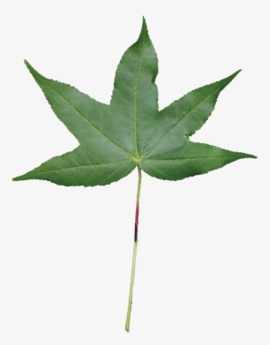 Simple - Sweet Gum Leaf