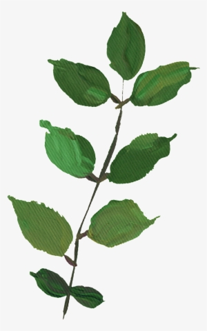 Hand Drawn Rendering Dark Green Leaves Png Transparent - Portable Network Graphics