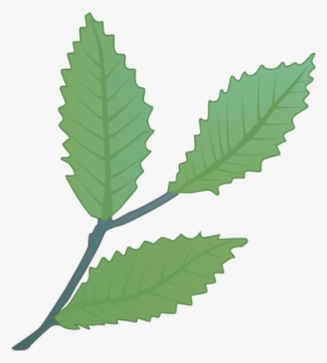 Ian Symbol Fagus Grandifolia Leaves - American Beech Leaves