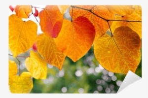 Do Leaves Change Color? (everyday Earth Science)