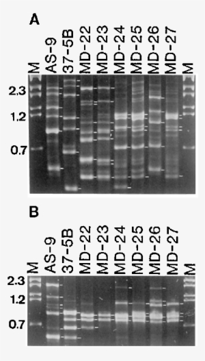 From Representative Israeli And U - Architecture