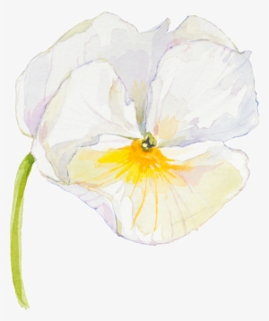 Elegant And Elegant White Flower Transparent - White