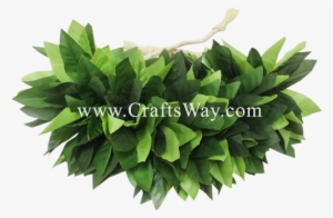 Hb-501 Hairband, Maile Braided Kupe'e 7 Inch, Maile - Grass