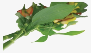 Clear Rubber Bands Used In Floral Applications - Rubber Band