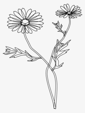 Stoke Flower Vector - Flower