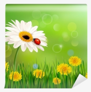 Summer Nature Background With Ladybug On White Flower