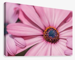 Gerbera Flower Background Canvas Print - African Daisy