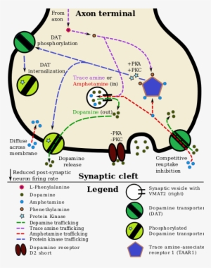 A Pharmacodynamic Model Of Amphetamine And Taar1 - Taar1 Dopamine