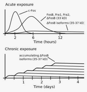 Ideas Of Adderall Tolerance Chart Excellent Methylphenidate - Delta Fos