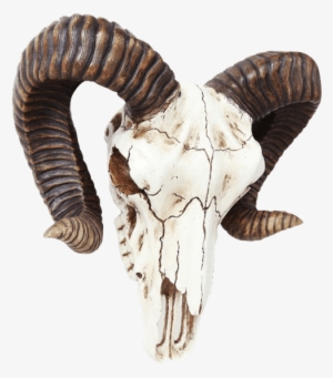 Ram Skull Wall Decoration - Ram Skull Buckle