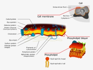 Cell Membrane Detailed Diagram - Detailed Plasma Membrane Diagram