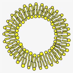 Cell Membrane Clip Art - Cell Membrane Clipart