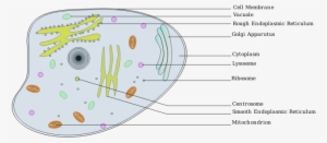 Jacob-animal Cell - Animal Cell Clip Art