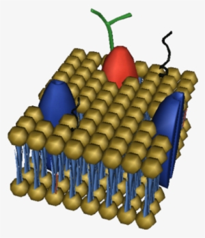 Cell Membrane Structure - Cell Membrane