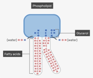 An Image Showing The Fatty Acids Of The Tail And Glycerol - Cell Membrane Glycerol