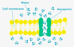 Water In The Body Includes Intracellular Water, And - Aquaporin Biology