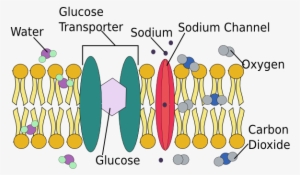 The Cell Membrane - Molecular Structure Of A Membrane