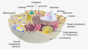The Structure And Contents Of A Typical Animal Cell - Somatotopic Map Of Primary Motor Cortex