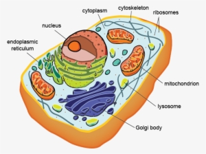 Cell Membrane-controls The Movement Of Substances In - Eukaryotic Cell Structure