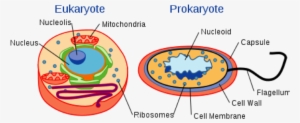 Image - Diagram Of Eukaryotic And Prokaryotic Cell